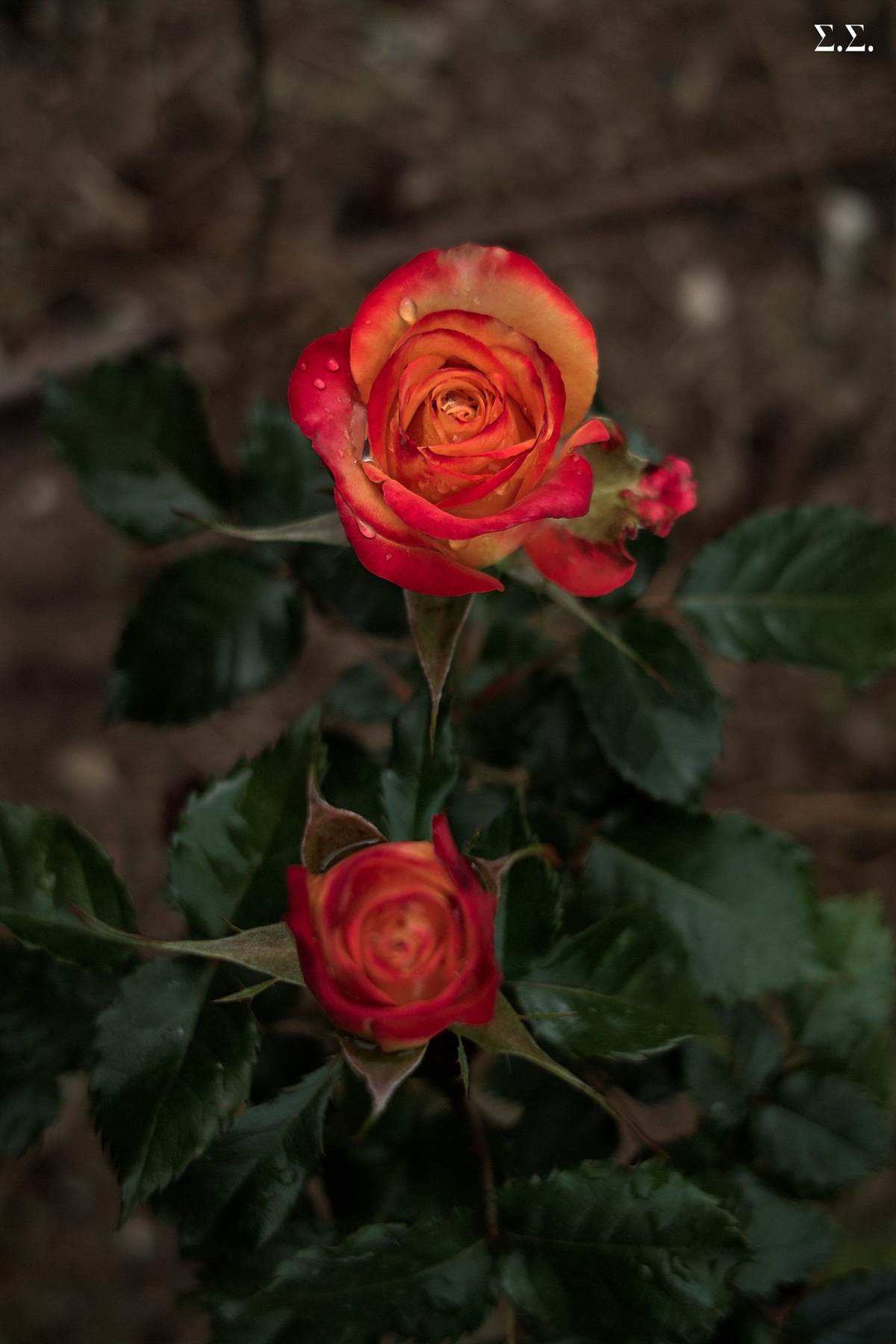 LIGHT MOISTENED ROSE 