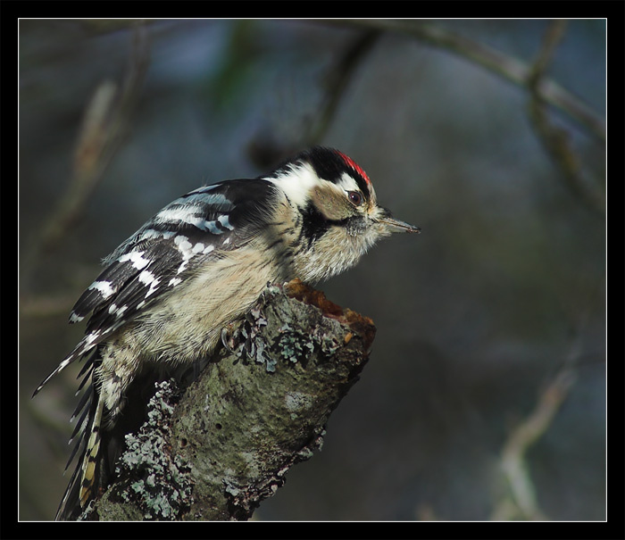 Малый пестрый дятел малый пестрый дятел dendrocopos minor lesser spotted woodpecker