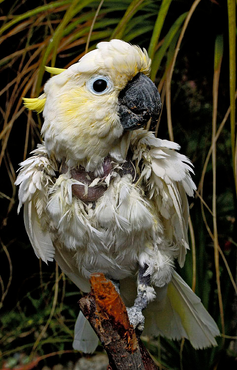 Жертва некомпетентности Большой желтохохлый какаду, Cacatua galetita, Sulphur-created Cockatoo