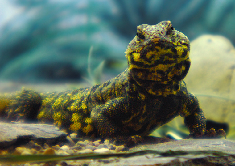 Мастигур монокль monocle сахарский шипохвост Uromastyx geyri