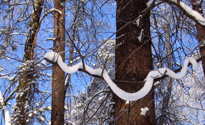 Снежная змея снег змея лес