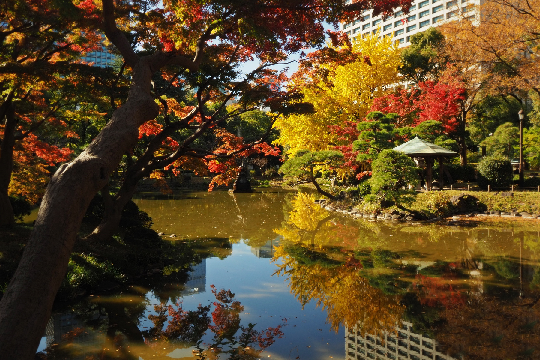 Hibiya Park Tokио Парк Хибия природа осень зима краски красота пруд отржение Токио Япония