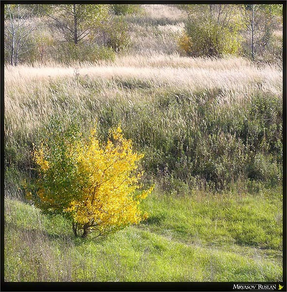 «Осенняя пастель» осень пастель