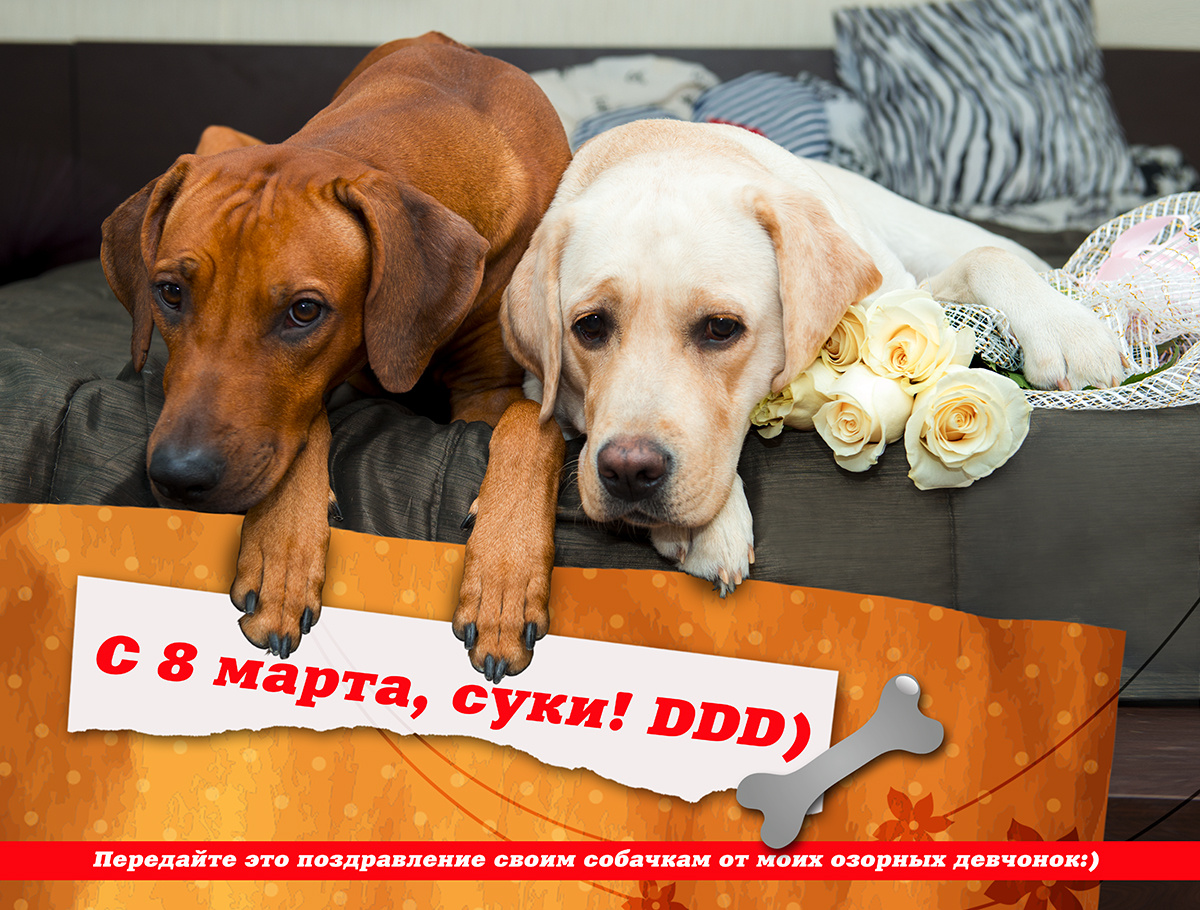 С 8 марта, суки! 