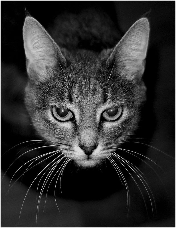 Сами мы с усами кот усы