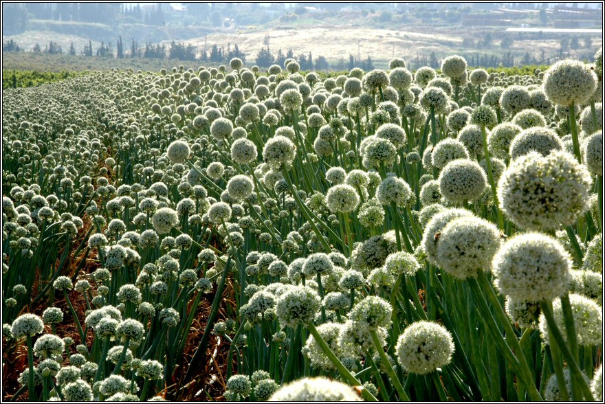 Луковый рай лук поле рай