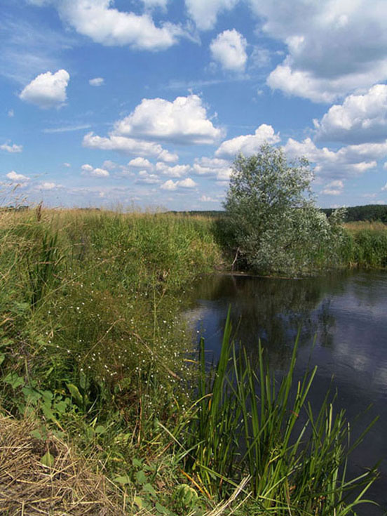 у реки 