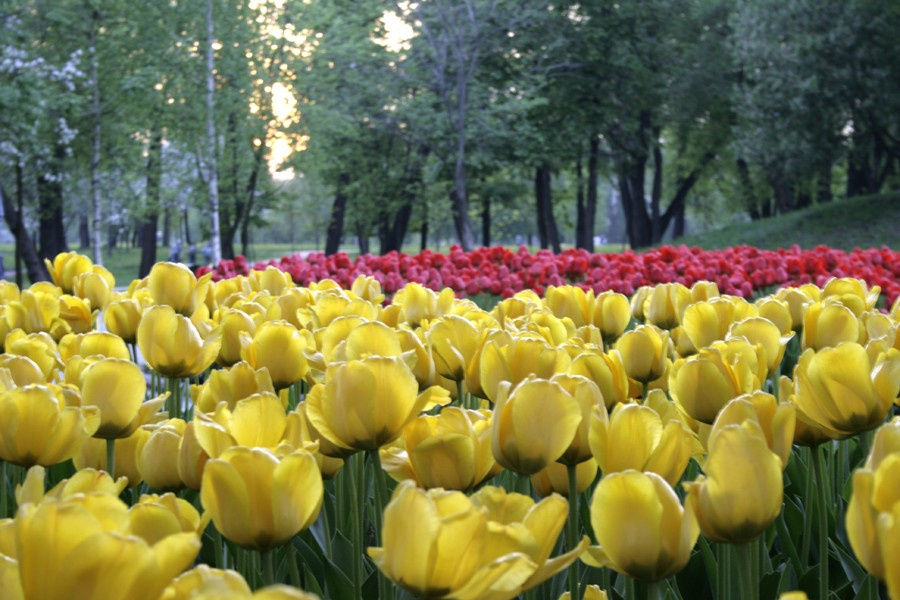 flowers цветы тюльпаны
