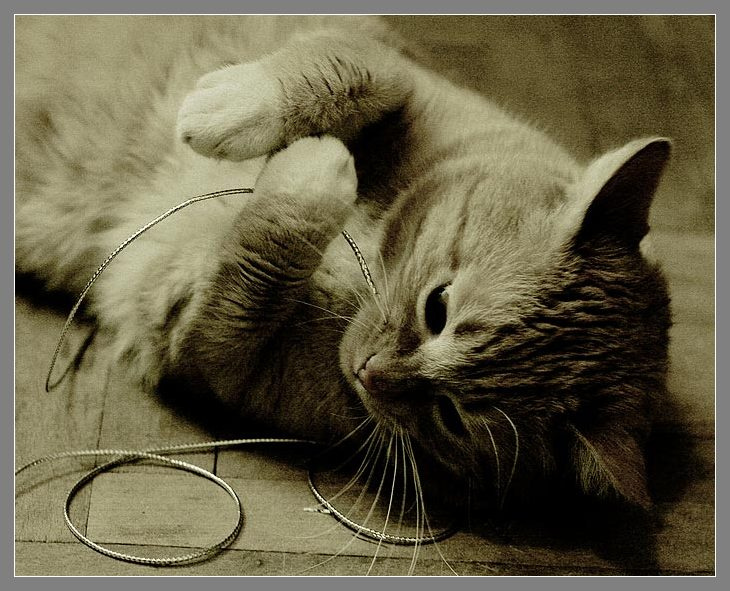 Портрет одного кота кот