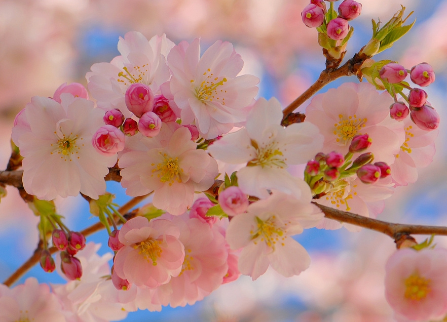 Розовое наслаждение розовые деревья prunus март цветы веточка весна