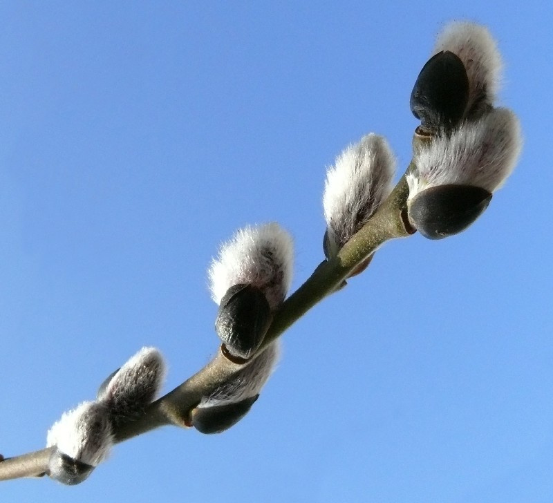 pussy-willow willow, верба