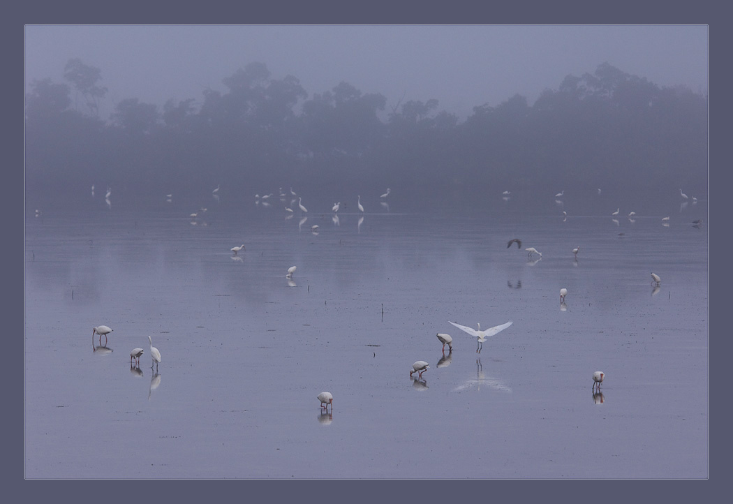 На болотах все как прежде... Туман. Отлив. Ding Darling NWR. Sanibel Island, Florida