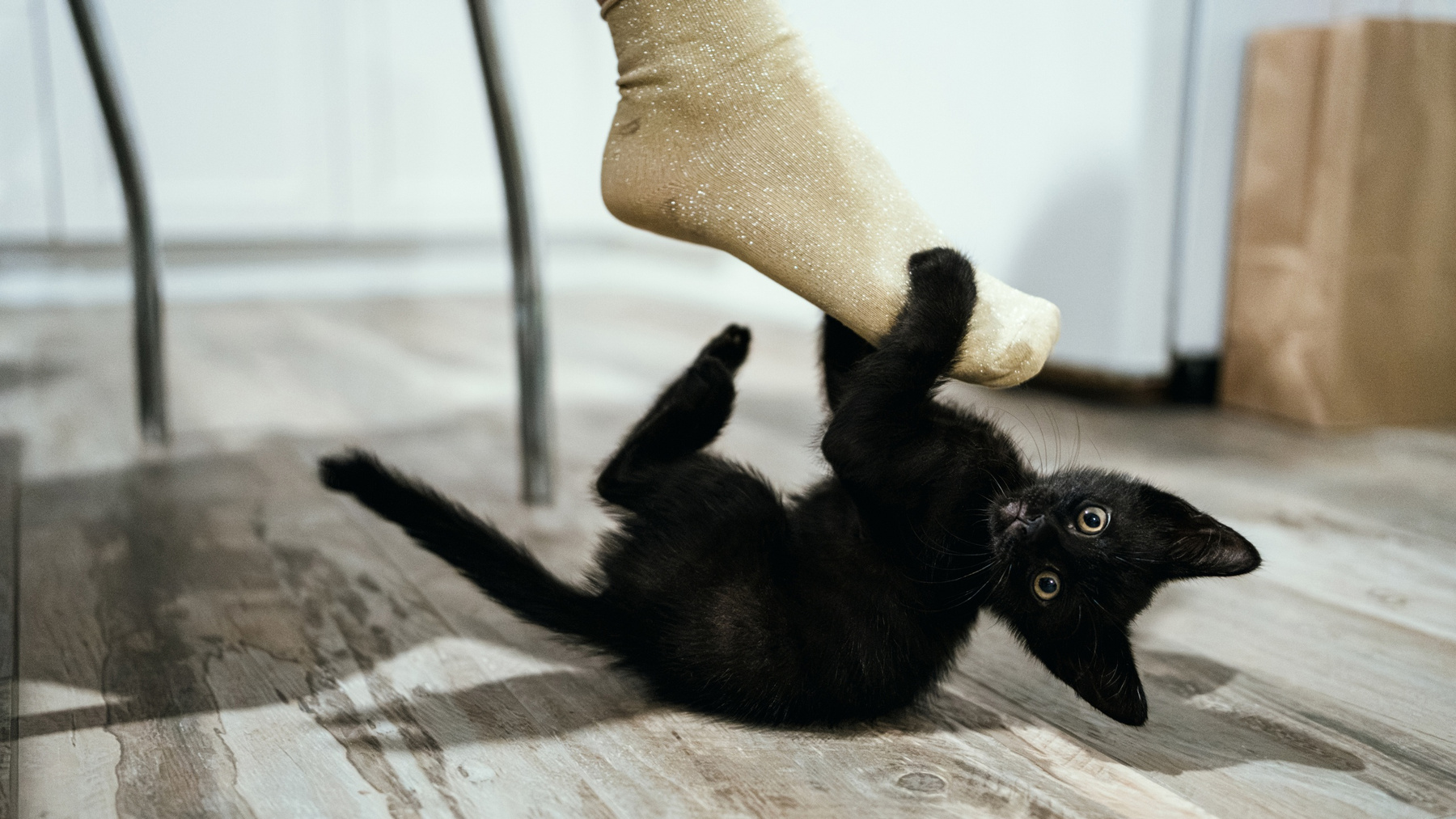 Кот 