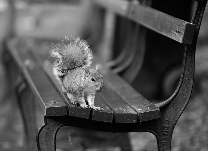 On the bench нью-йоркские белки не имеют никакого отношения к ванкуверовским