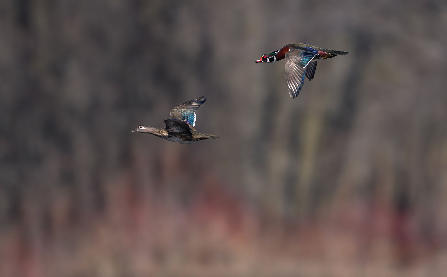 Wood duck (Mr. & Mrs.) 