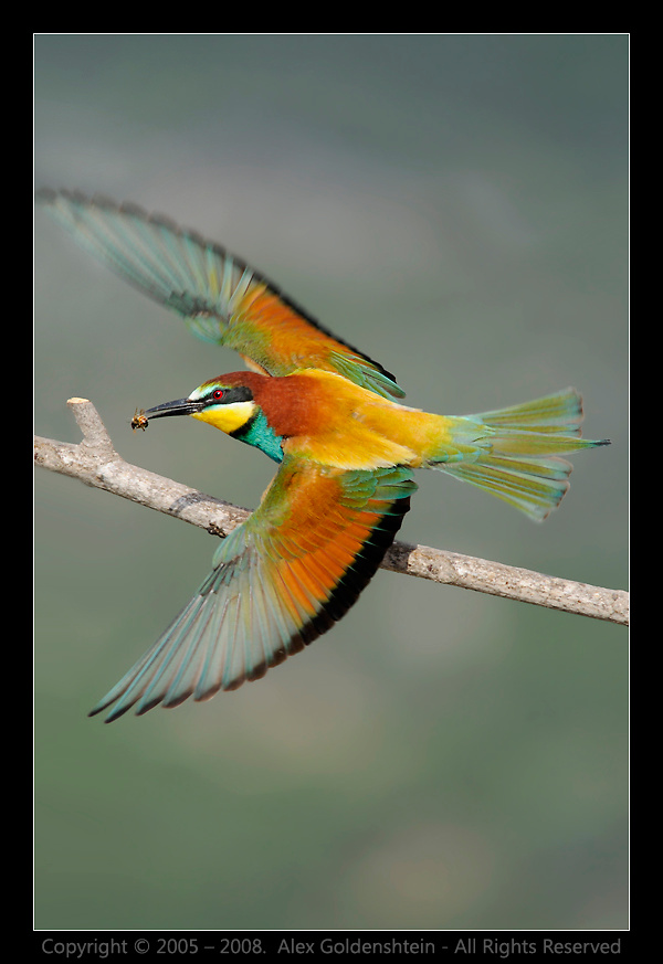 Золотистая щурка. Золотистая-щурка, брачный-период, пчелоедка, Merops-apiaster, Bee-eater