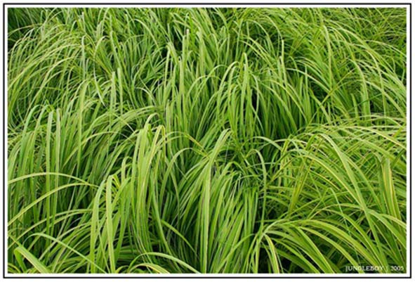 Žolė | Трава | Grass Трава