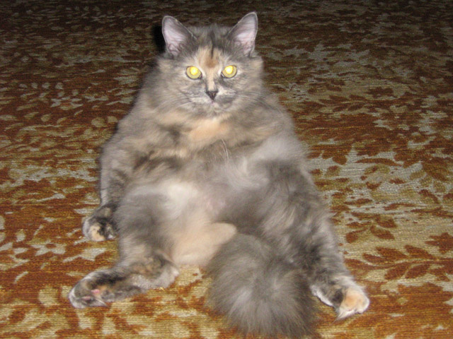 Я Вас слушаю... кошка