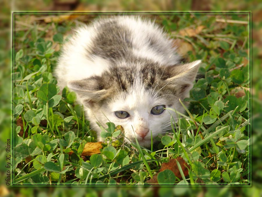 Вот сейчас как прыгну... котенок