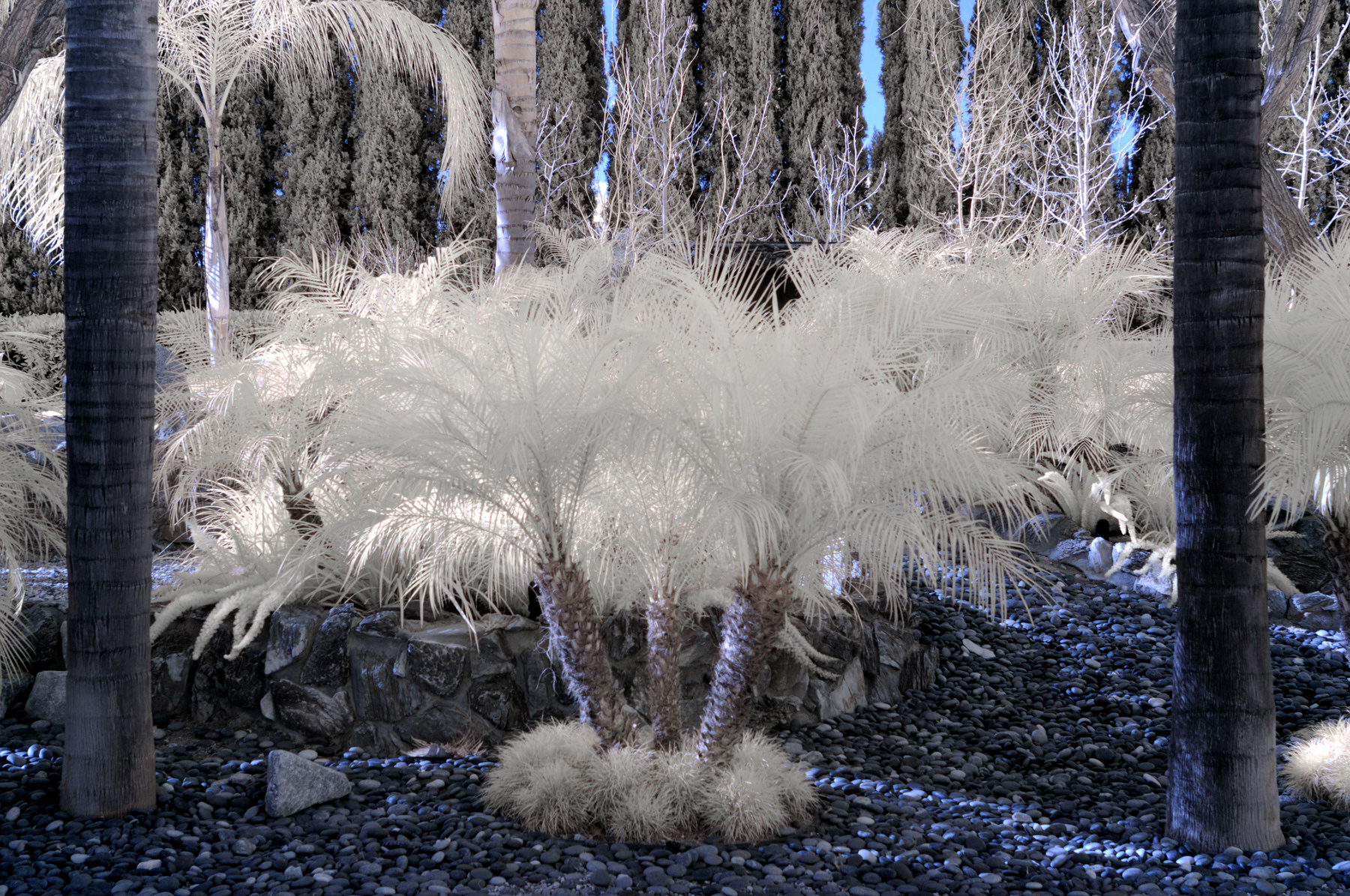 Sunland California Инфракрасная фотография/Infrared Pictures