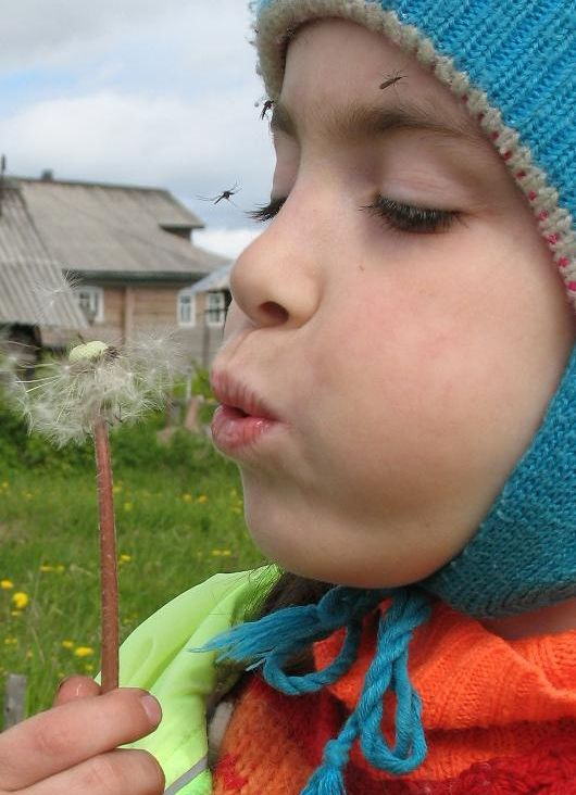 Все прелести лета... одуванчик комар лето ребенок