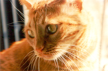Kissa 