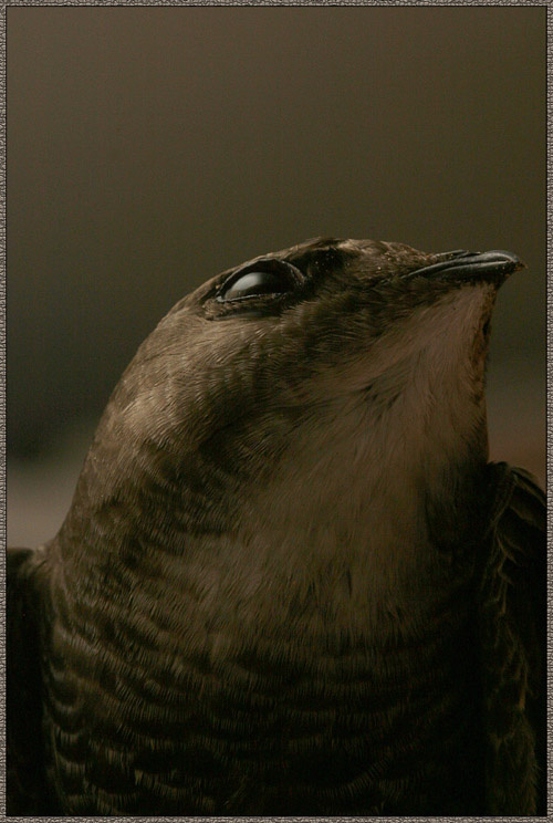 Cypselidae Стриж (Cypselidae)