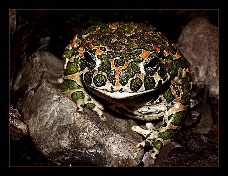 Спецназ вызывали? зеленая жаба Bufo viridis