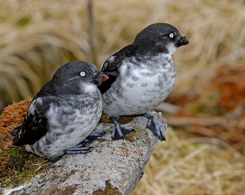 Посидим, поокаем Конюга-крошка, Aethia pusilla, Least Auklet, St. George Island, the Pribilofs, Bering Sea, Alaska