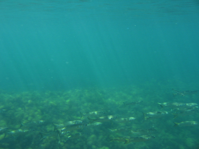 сардины Чёрного моря море сардины рыбки