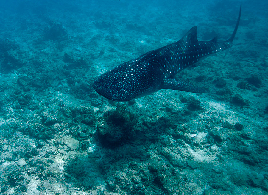whale shark whale, shark, maldives, ocean