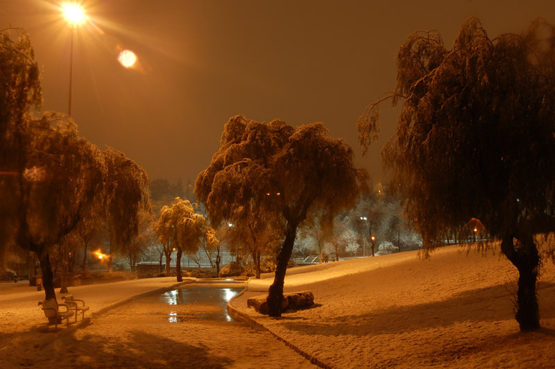Winter path in night and trees under snow 