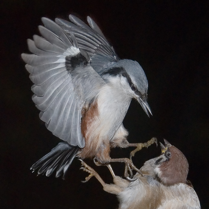 Сверху поползень, Nuthatch, Sitta europea. Полевой воробей, Tree Sparrow, Passer montanus