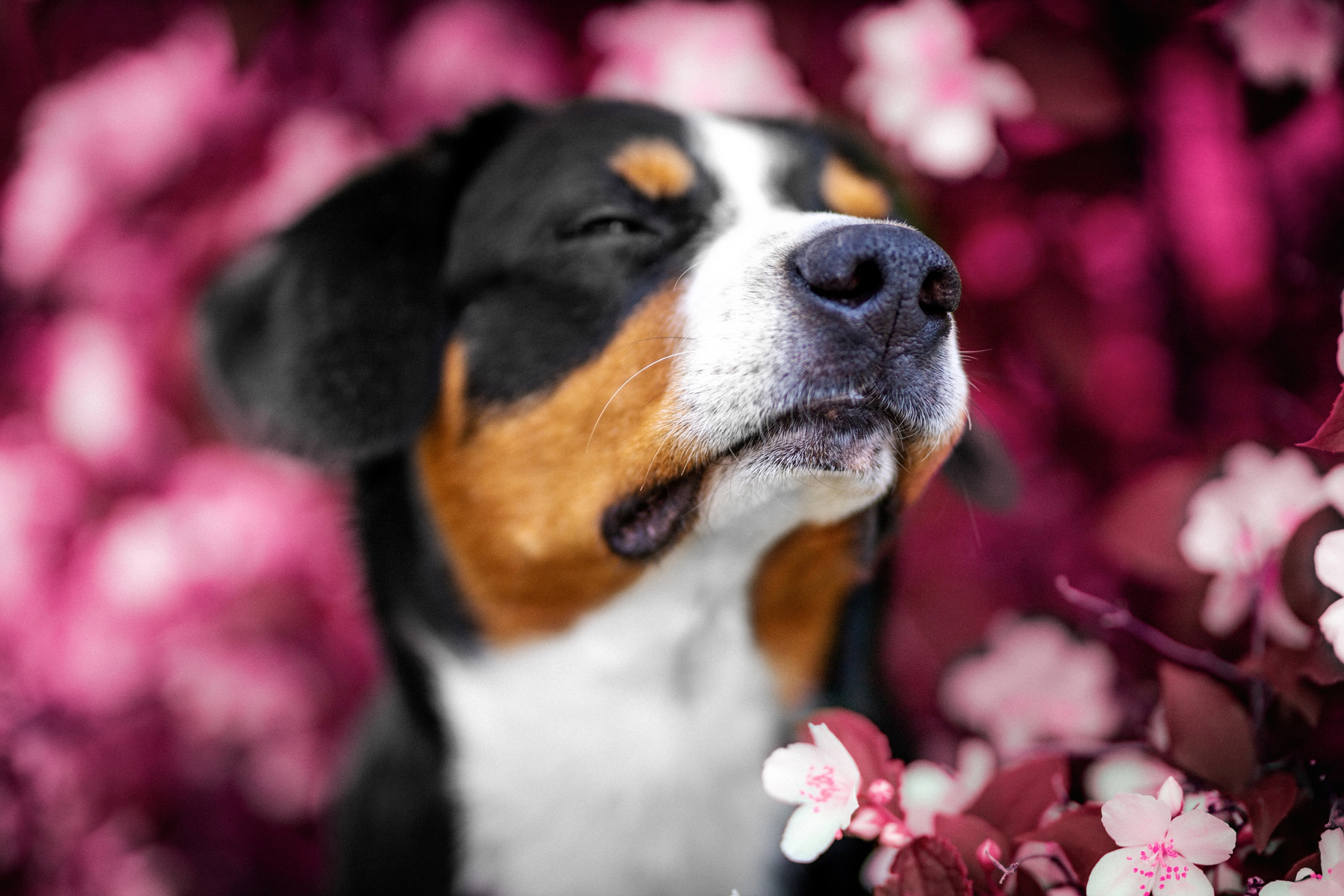 Mmmmm, it smells like spring! Satoshi (FRESH ENERGY) dog Entlebucher Sennenhund Satoshi FRESH ENERGY