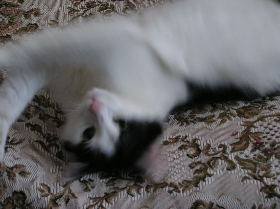 Кошачьи забавы кошки