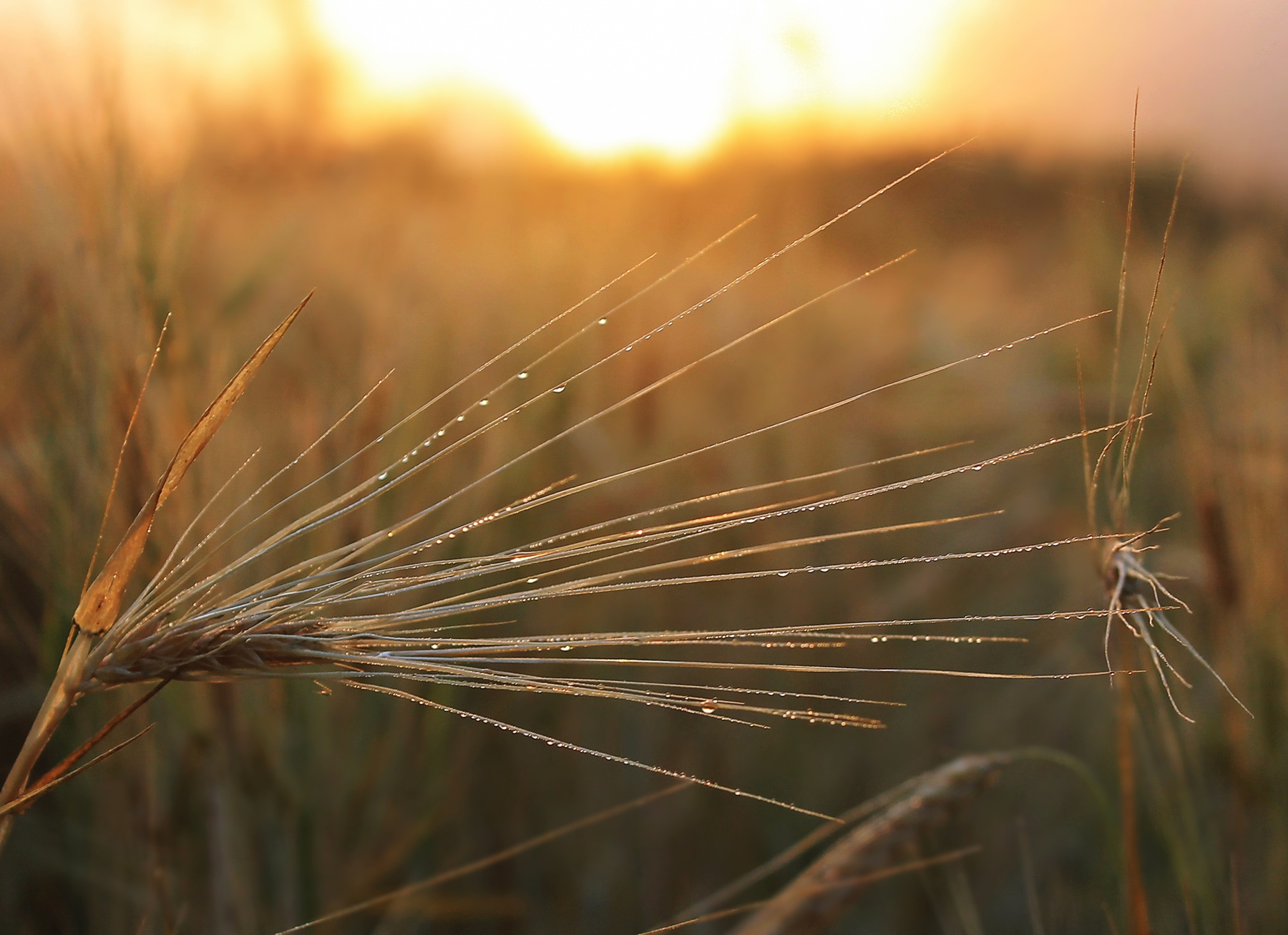 Мелодия летнего утра 