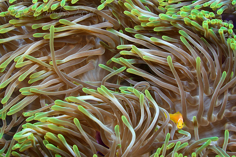 Я вижу тебя, а ты? juvenil anemone fish  Maldives clown Maamigili Beyru  South Ari Atol клоун Мальдивы anion