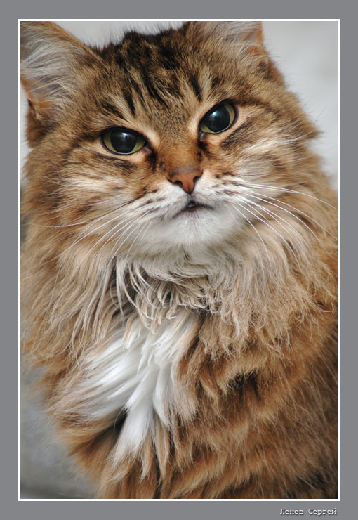 Хозяйка Кошка, Nikon D70S