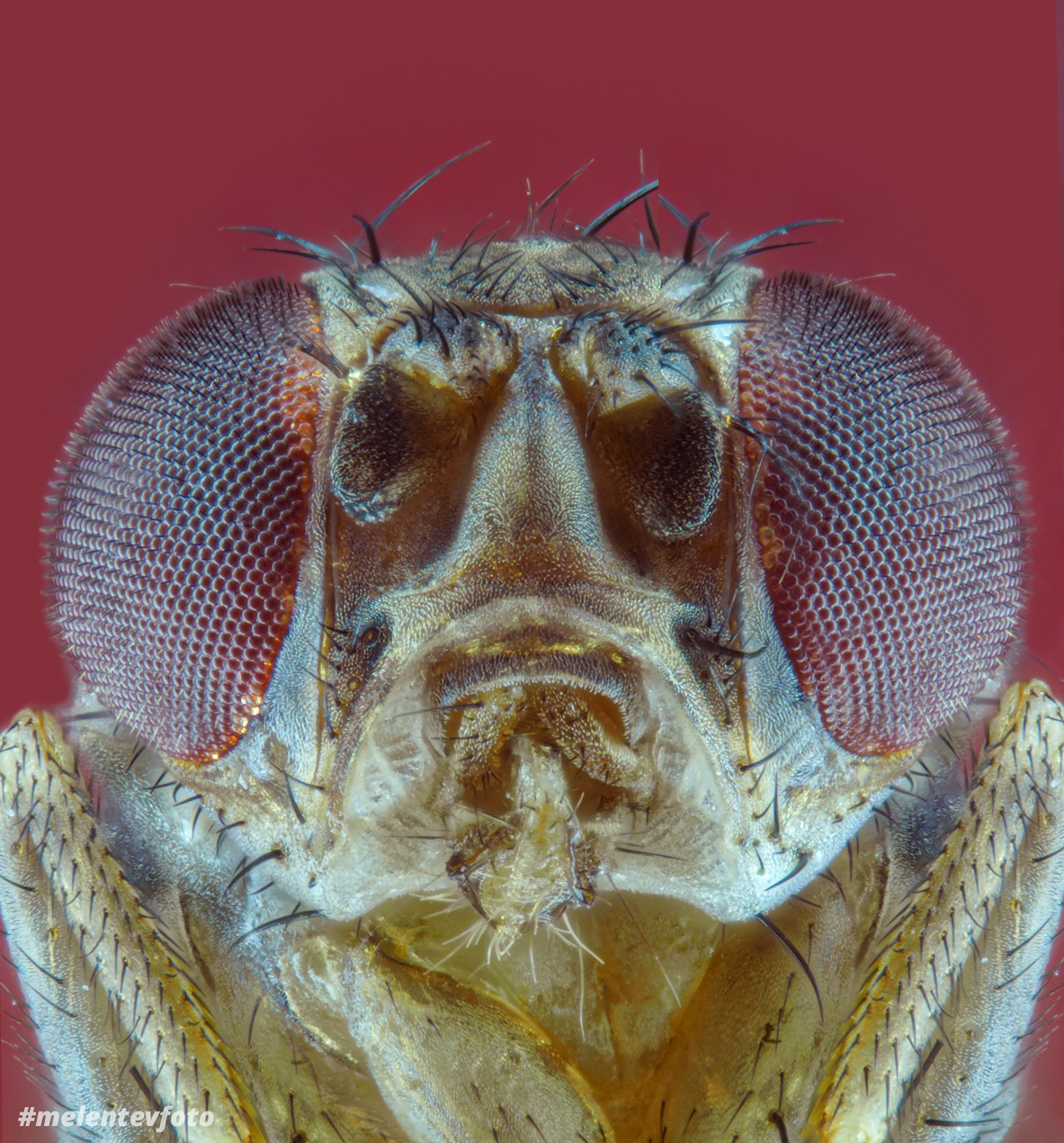 🐞 Berries-eyes 🍒 macrophotography macro olympus biology drosophilamelanogaste r Drosophila Дрозофила microscopy Kazan macroworld melentevfoto
