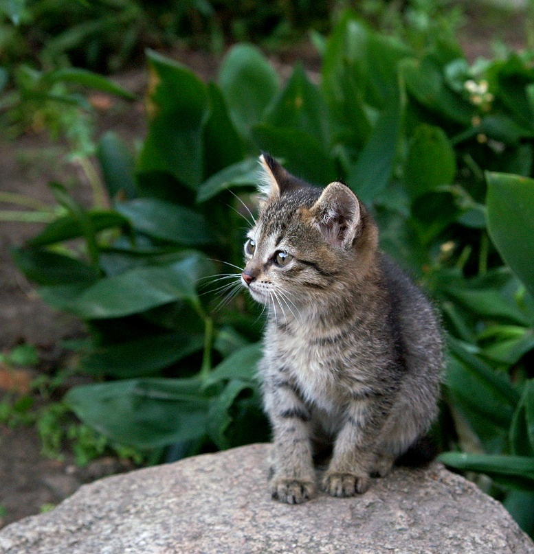 где-то там тоже живут котики! кот