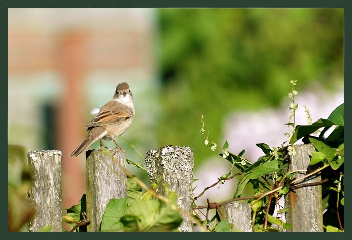 passer domesticus воробей птица птичка вечер passer domesticus