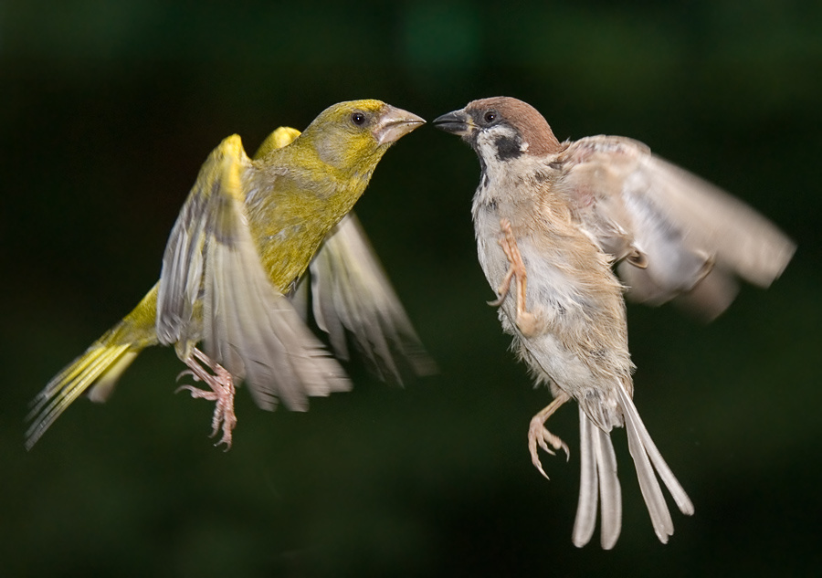 Острые зеленушка, Greenfinch, Chloris Полевой воробей, Tree Sparrow, Passer montanus полет