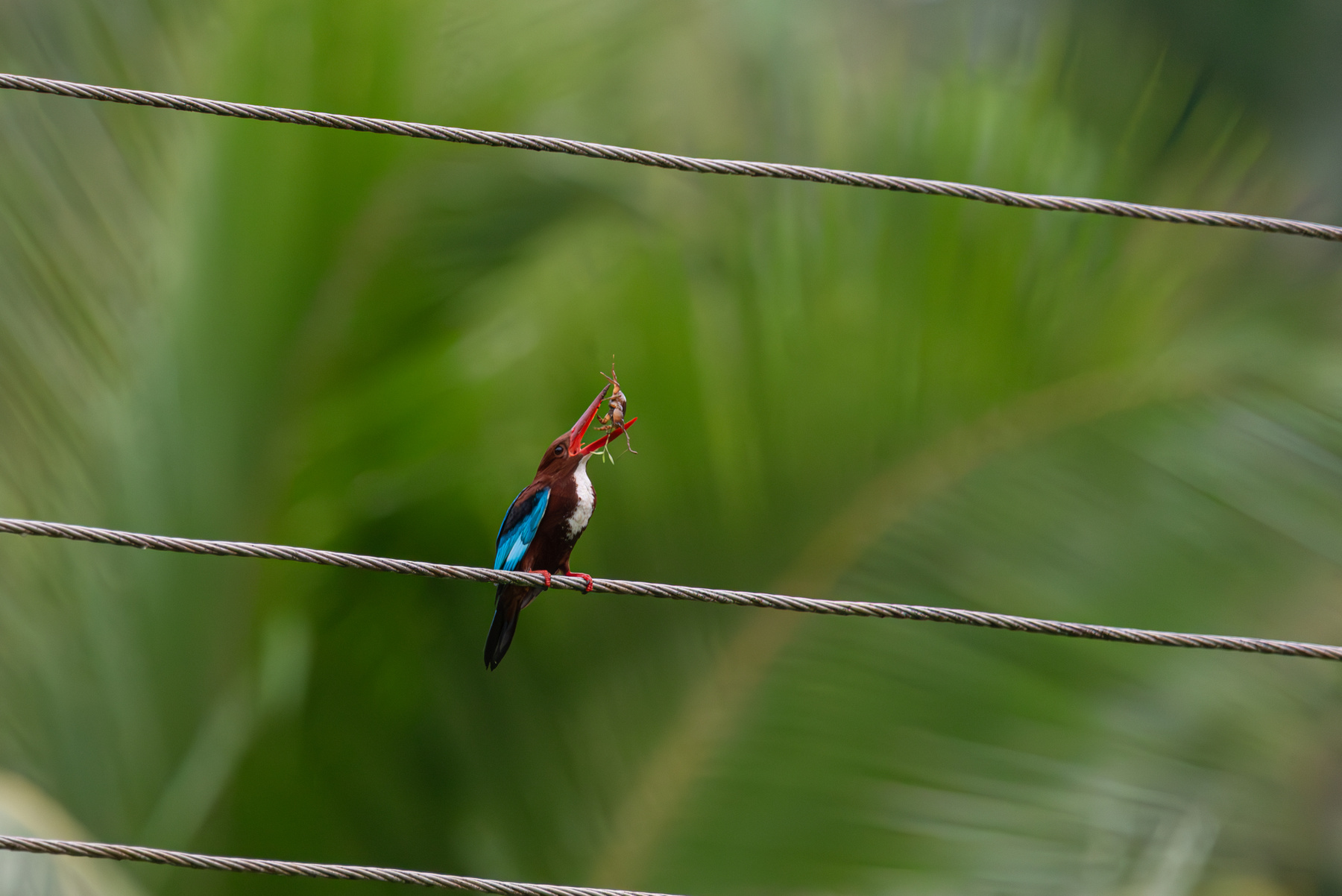 Краб на обед зимородок birdwatching анималистика птицы тропические