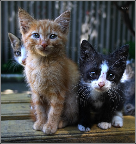 Фото на память кошки,животные