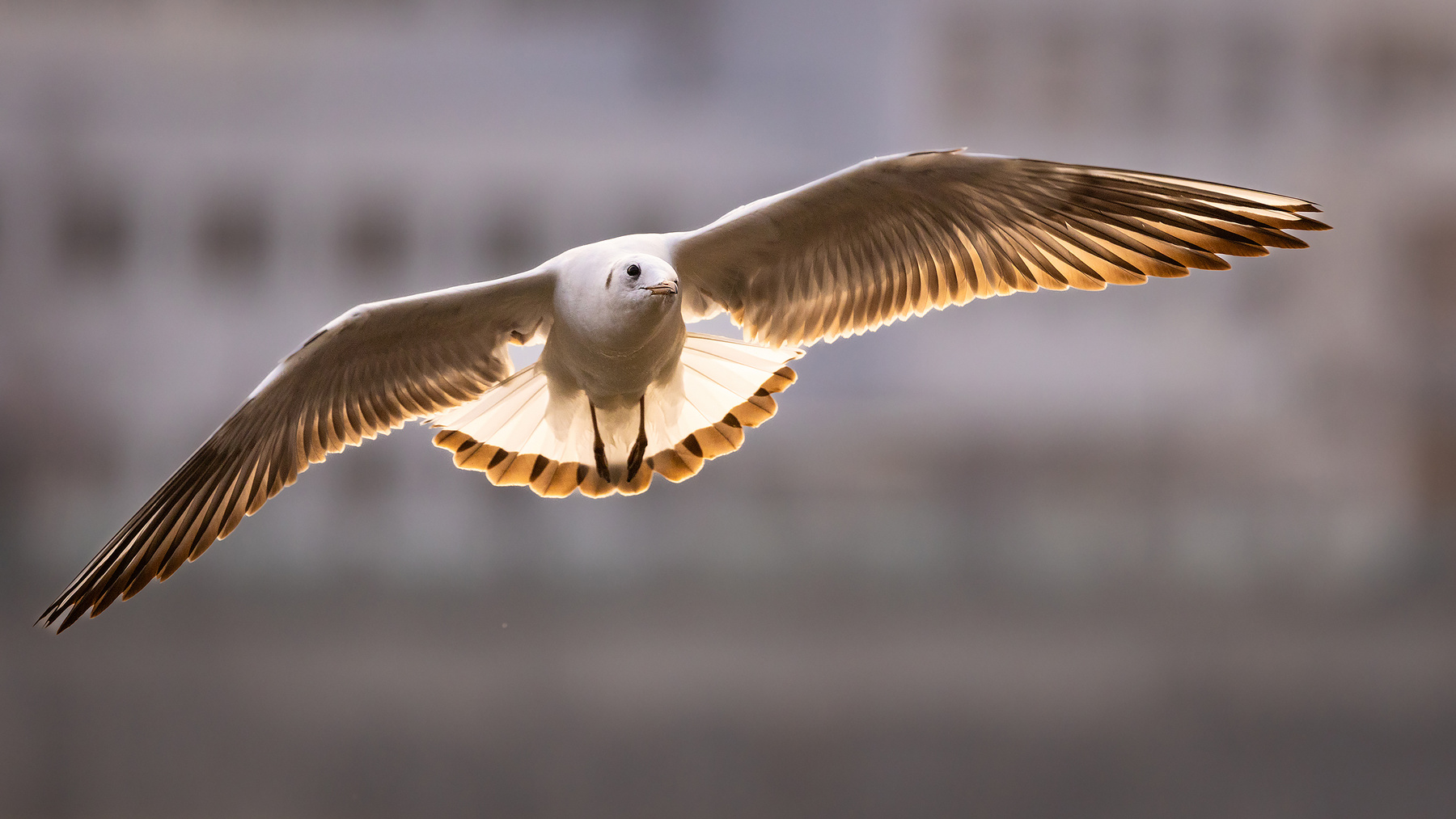 Gull 