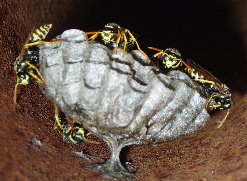 Sweet bee bee
