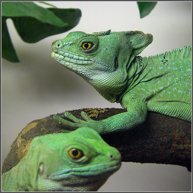Василий и Василиса - семейный портрет василисков шлемоносный василиск Basiliscus plumifrons
