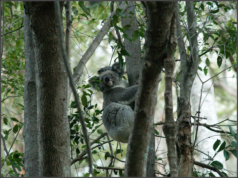 Мама-коала Mt. Greville Koala коала Phascolarctos cinereus