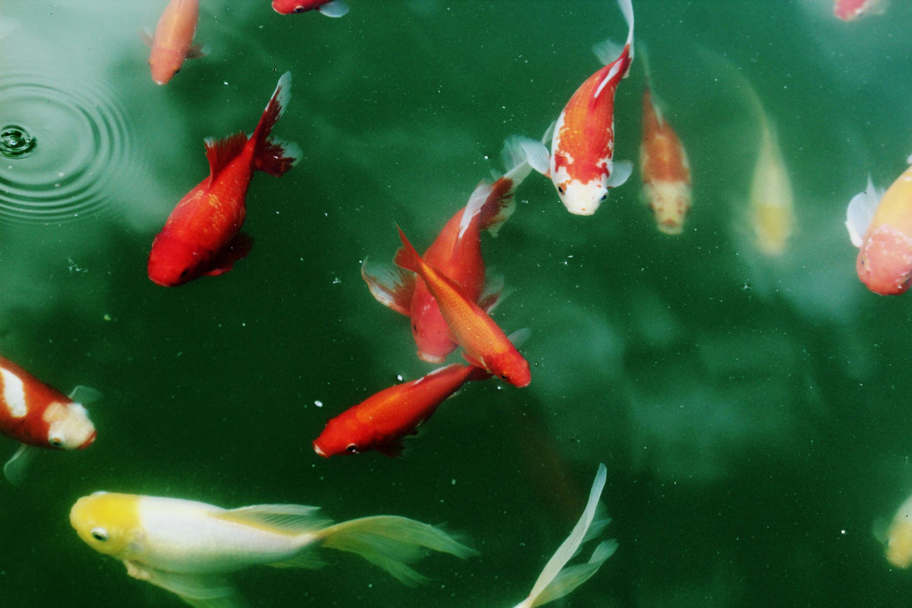 goldfish золотые рыбки, вода, пруд. 