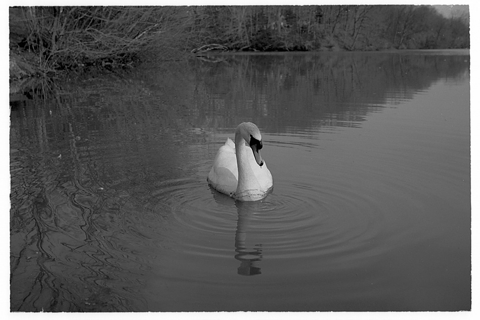 xxx ILFORD SWAN